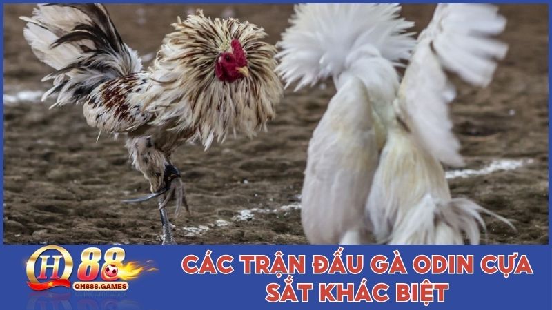 Các trận đấu gà ODIN cựa sắt khác biệt